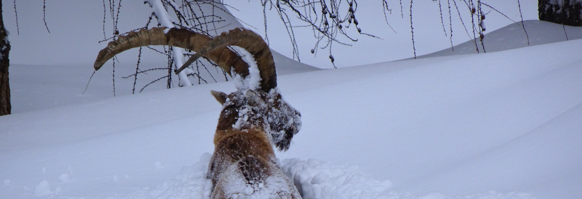 Ein Steinbock steht tief im Schnee